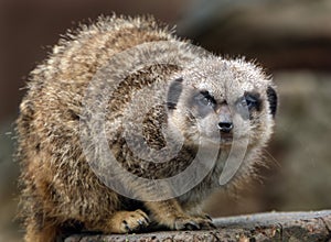 The meerkat or suricate is a small carnivoran belonging to the mongoose family. photo
