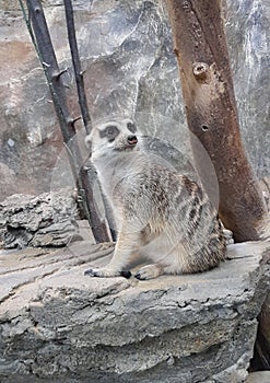 Meerkat or suricate, is a small carnivoran belonging to the mongoose family photo