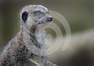 The meerkat or suricate is a small carnivoran belonging to the mongoose family. photo