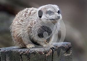 The meerkat or suricate is a small carnivoran belonging to the mongoose family. photo