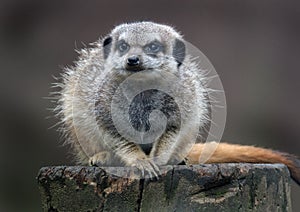 The meerkat or suricate is a small carnivoran belonging to the mongoose family. photo