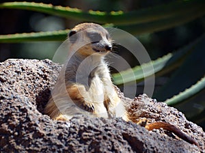The meerkat or suricate is a small carnivoran photo