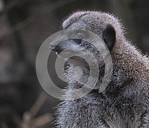 The meerkat or suricate is a small mongoose found in southern Africa.