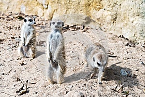 Meerkat or suricate