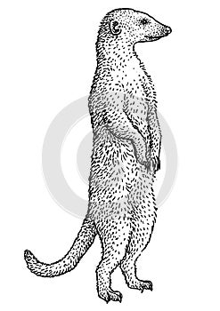 Meerkat, suricate, suricata illustration, drawing, engraving, ink, line art, vector