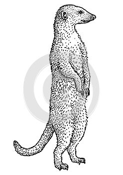 Meerkat, suricate, suricata illustration, drawing, engraving, ink, line art, vector photo
