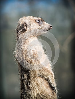 The meerkat or suricate Suricata suricatta