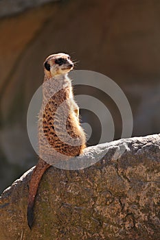 Meerkat or suricate (Suricata suricatta)