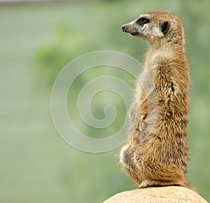 Meerkat or suricate (Suricata, suricatta)