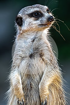 Meerkat or Suricate