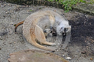 Meerkat suricate or suricata suricatta