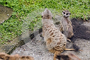 Meerkat suricate or suricata suricatta