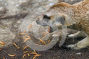 Meerkat suricate or suricata suricatta