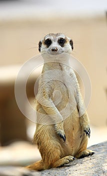 Meerkat or Suricate, Suricata suricatta