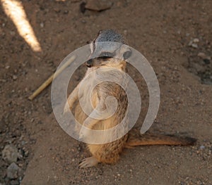 Meerkat or suricate (Suricata suricatta).