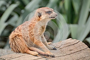 Meerkat - Suricate - Suricata suricatta