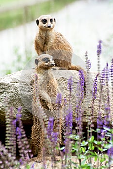 The Meerkat or Suricate (Suricata suricatta)