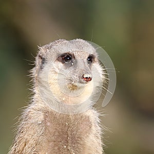 Meerkat