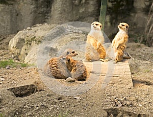 Meerkat or Suricate (Suricata suricatta)