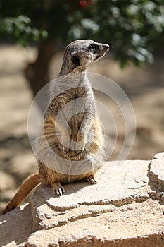 Meerkat