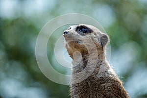 Meerkat or Suricate (Suricata suricatta)