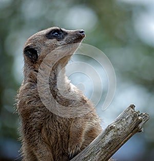 Meerkat or Suricate (Suricata suricatta)