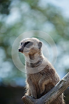 Meerkat or Suricate (Suricata suricatta)