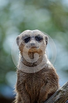 Meerkat or Suricate (Suricata suricatta)