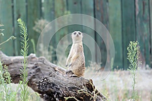 Meerkat, suricate photo