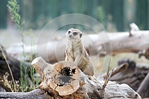 Meerkat, suricate photo