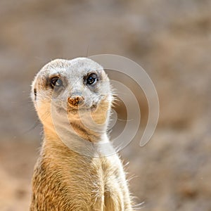 Meerkat or Suricate Suricata Suricatta