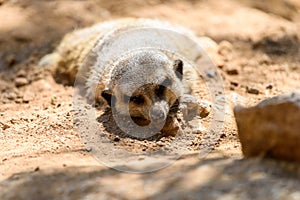 Meerkat or Suricate Suricata Suricatta