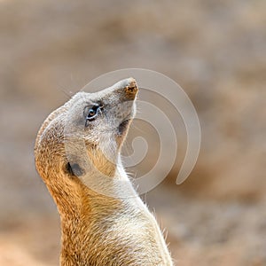 Meerkat or Suricate Suricata Suricatta