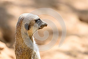 Meerkat or Suricate Suricata Suricatta