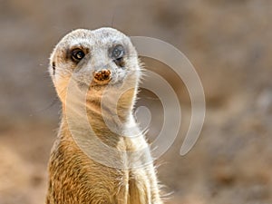 Meerkat or Suricate Suricata Suricatta