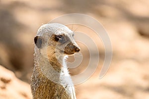 Meerkat or Suricate Suricata Suricatta