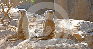 Meerkat or Suricate Suricata Suricatta