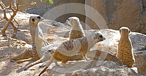 Meerkat or Suricate Suricata Suricatta