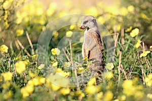 The meerkat or suricate Suricata suricatta in the blossoming desert. Suricata on patrol