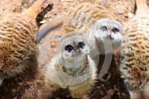 Meerkat or suricate Suricata suricatta, carnivoran from the mongoose family