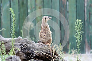 Meerkat, suricate photo