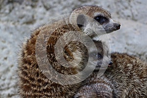Meerkat (suricate, Suricata suricatta) family native to the Kalahari Deser