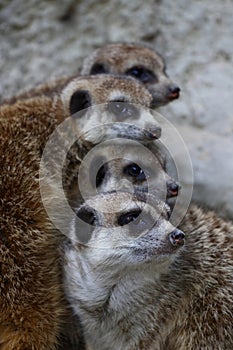 Meerkat (suricate, Suricata suricatta) family native to the Kalahari Deser