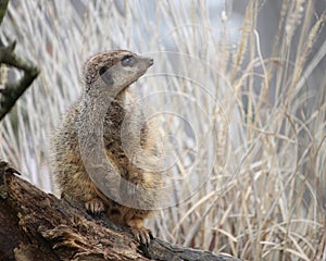 A meerkat or suricate Suricata suricatta keeping watch on a lo