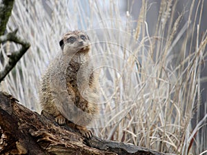 A meerkat or suricate Suricata suricatta keeping watch on a lo