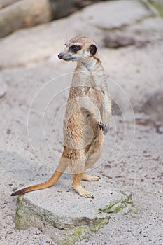 Meerkat suricate or Suricata suricatta looks out. Small carnivoran belonging to the mongoose family - Herpestidae. African native photo
