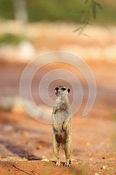 The meerkat or suricate Suricata suricatta patrolling near the hole. Adult animal standing in the morning sun