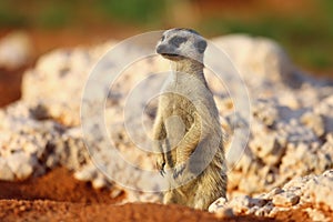 The meerkat or suricate Suricata suricatta patrolling near the hole. Meerkat standing in the morning sun
