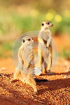 The meerkat or suricate Suricata suricatta patrolling near the hole. Meerkat standing in the morning sun with orher one in