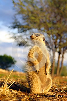 The meerkat or suricate Suricata suricatta patrolling near the hole. Meerkat standing in the morning sun.Suricata in stance in
